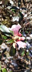 Rhododendron glaucophyllum