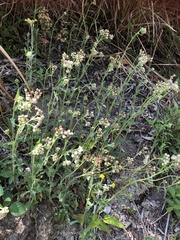 Eschenbachia japonica