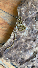 Diversibipalium multilineatum