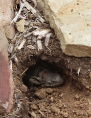 Sceloporus olivaceus