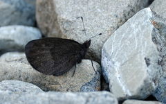 Percnodaimon merula