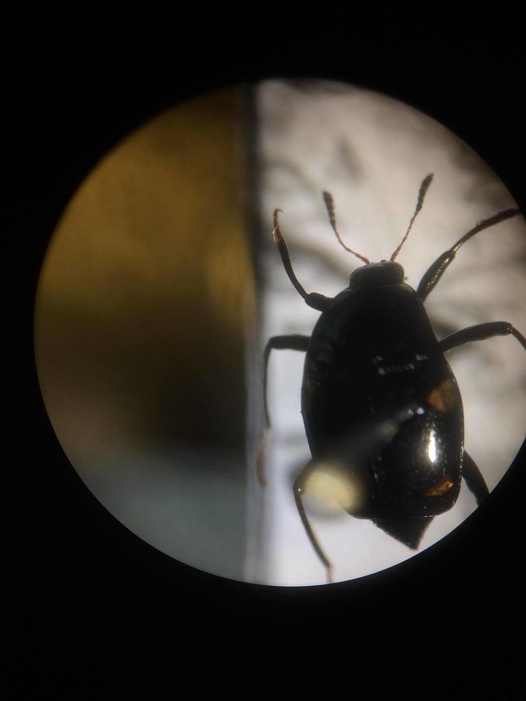 Scaphidium obliteratum