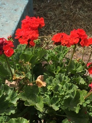 Pelargonium