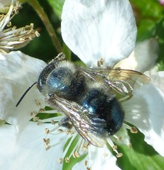 Osmia lignaria