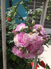 Rosa