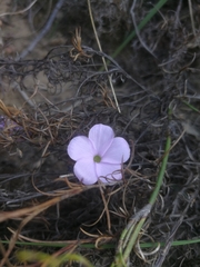 Oxalis fibrosa