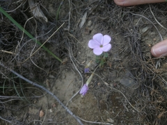 Oxalis fibrosa
