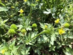 Ranunculus cantoniensis