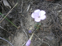 Oxalis fibrosa