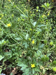 Ranunculus cantoniensis