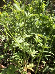 Ranunculus cantoniensis