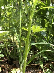 Ranunculus cantoniensis