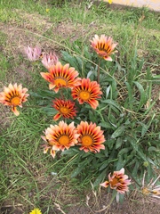 Gazania