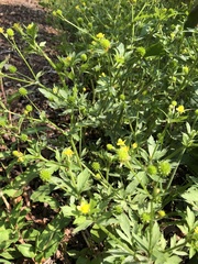 Ranunculus cantoniensis