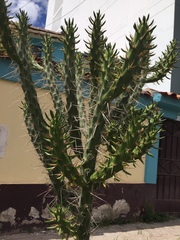 Austrocylindropuntia subulata