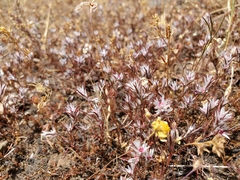 Polygonum bidwelliae