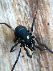 Nemastoma bimaculatum