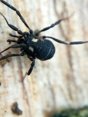 Nemastoma bimaculatum