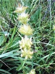 Sideritis hirsuta