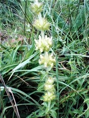 Sideritis hirsuta