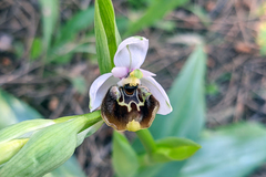 Ophrys fuciflora