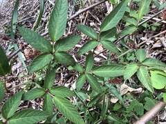 Pseudocayratia pengiana