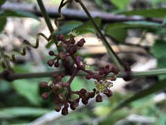 Pseudocayratia pengiana