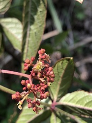 Pseudocayratia pengiana