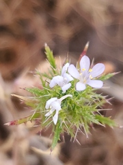 Navarretia tagetina