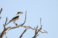 Lanius excubitor
