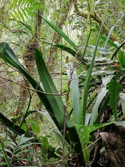 Furcraea guerrerensis