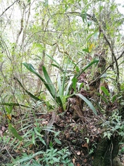 Furcraea guerrerensis