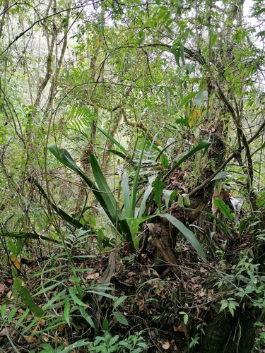 Furcraea guerrerensis