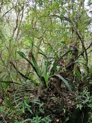 Furcraea guerrerensis