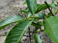 Gardenia gummifera