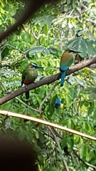 Eumomota superciliosa