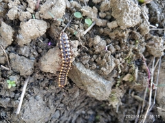 Melaphe