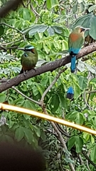 Eumomota superciliosa