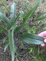 Echinacea angustifolia