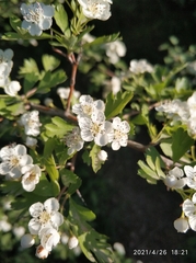 Crataegus