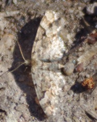 Eupithecia lanceata