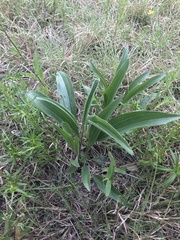 Echinacea angustifolia