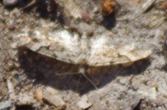 Eupithecia lanceata