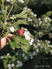 Crataegus