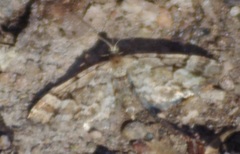 Eupithecia lanceata