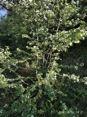 Crataegus