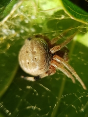 Neoscona rufipalpis