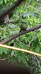 Eumomota superciliosa