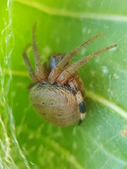 Neoscona rufipalpis