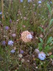 Jasione montana